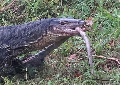 Malayan Water Monitor Scavenging A Decomposing Macaque Bird Ecology