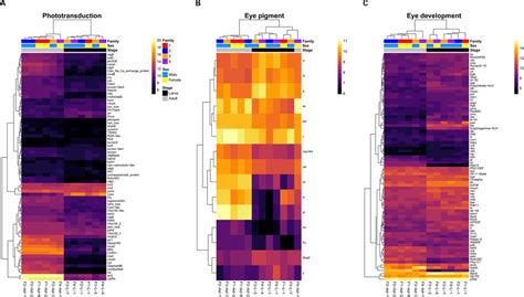 Expression Heatmaps For Differentially Expressed Top Vision Homologs In