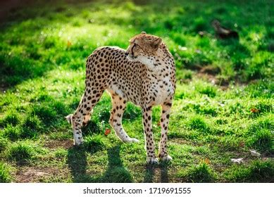 212 Gepard eyes Stock Photos, Images & Photography | Shutterstock