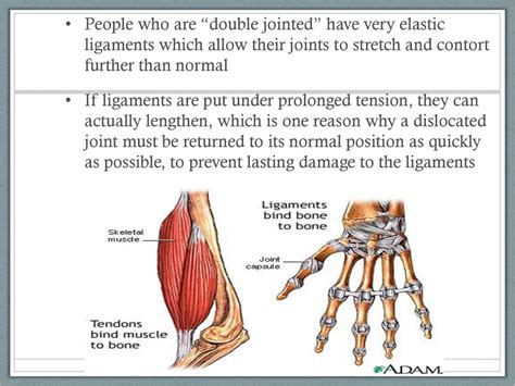 Muscles Are Effectors Which Enable Movement To Be Carried Out Ppt