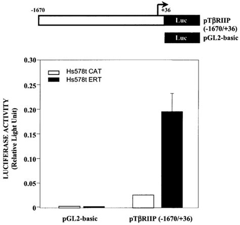 Transactivation Of The Tgf Type Ii Receptor Promoter By Ert Top