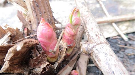 🏡 How To Identify Japanese Knotweed Buds In Early Spring