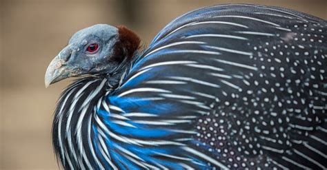 Guinea Fowl Bird Facts Az Animals