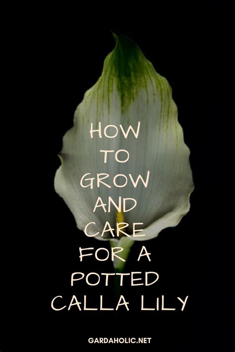 How To Grow And Care For A Potted Calla Lily Artofit