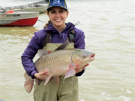 Ut Researcher Discovers First Grass Carp Eggs In Maumee River Utoledo News