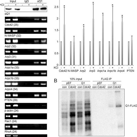 Verification Of Hnrnp Q Associated Mrnas A Cell Lysates Of