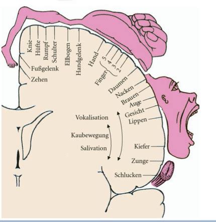 Das Zentrale Nervensystem 2 Karteikarten Quizlet