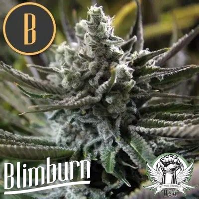 The Attitude Seedbank Blimburn Seeds Grandaddy Purple