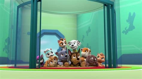 Pin By Thomas Ash On Paw Patrol The Cat Pack In Paw Patrol