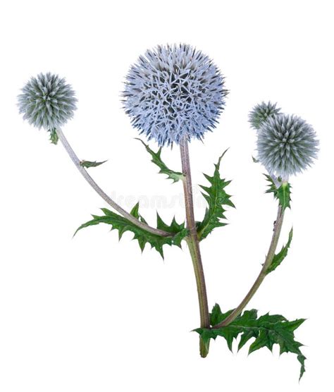 Planta Medicinal Echinops Foto De Archivo Imagen De Fondo 59158376