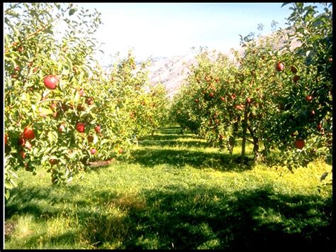 Como Fazer Um Pomar Rvores De Frutos