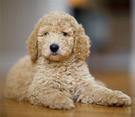 Cachorro Poodle Toy | Informações sobre a Raça e Filhotes