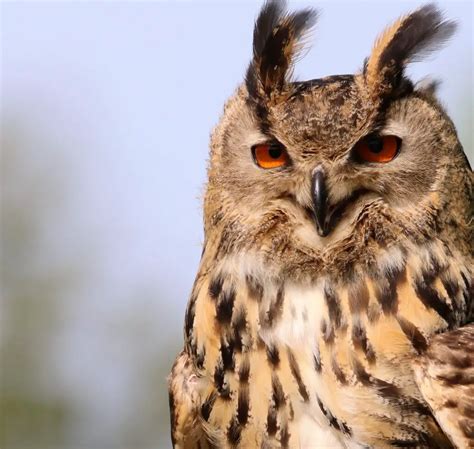 Can Eurasian Owls Be Used In Falconry Falconry Advice
