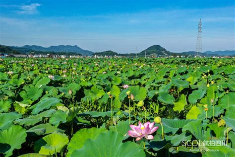 达州开江︱惠风荷畅，万亩荷塘等你来赏行业航拍四川四川在线