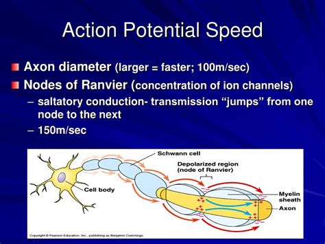 Ppt Nerve Signal Transmission Powerpoint Presentation Free Download Id 2050757