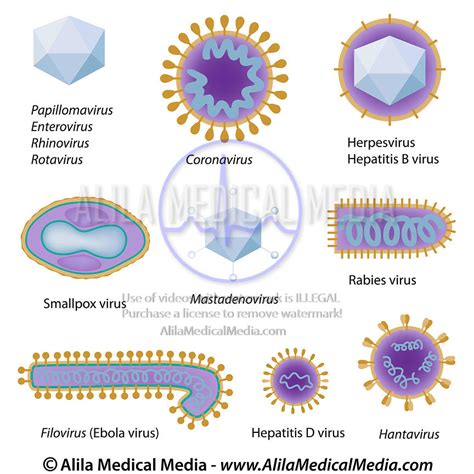 Alila Medical Media Morphology Of Common Viruses Medical Illustration