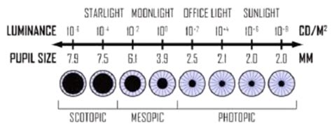 Opb352 W10 Pupil Physiology Flashcards Quizlet