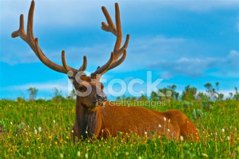 Male Elk With Large Antlers Stock Photo | Royalty-Free | FreeImages