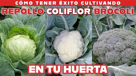 Todos mis secretos para que tengas éxito con el repollo brócoli y