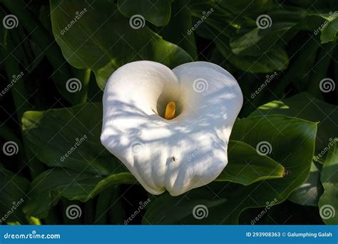 Inflorescence Of A White Arum Lily Zantedeschia Aethiopica Native To