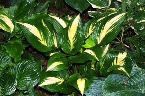 Growing White Centered Hostas Nh Hostas