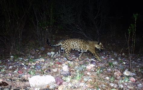 The Jaguar Spotted Cat