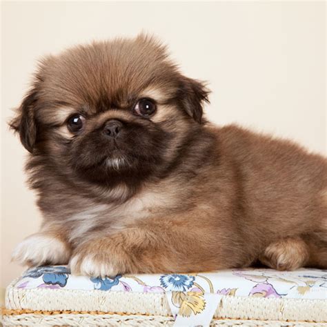 And Now, A Parade of Pekingese Puppies! – Dogster