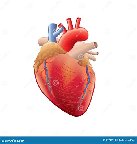 Real Human Heart Anatomy