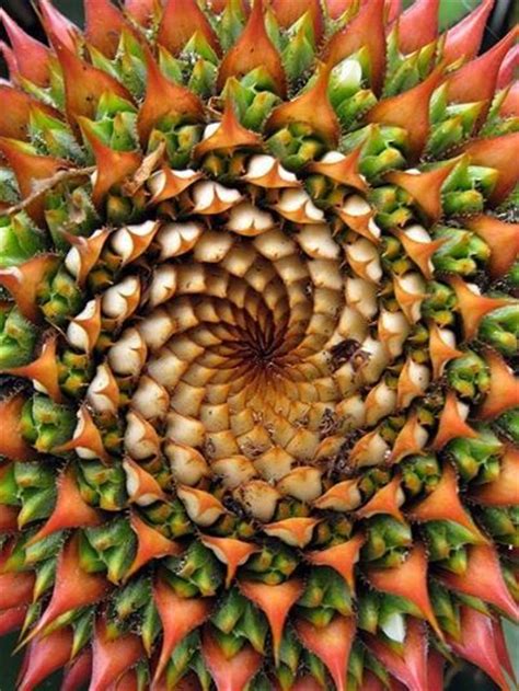 Fractals In Nature Ananaspineapple Naturalsymmetry Pinterest