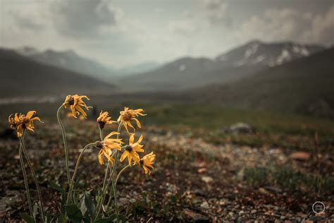 Flowers In Tombstone Yukon Territory Nathan Larson Photography