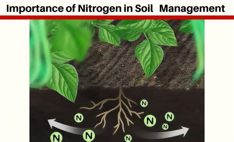 Role And Importance Of Nitrogen Agriculture And Technology