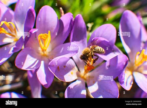 Bees Collecting Honey In Crocus Stock Photo Alamy