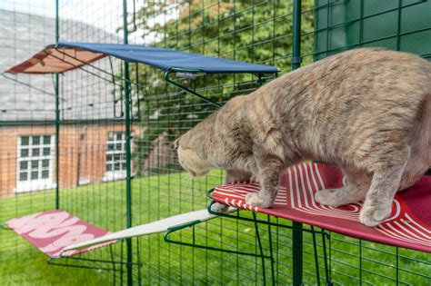 Balcons Adapt S Aux Chats Ce Que Vous Devez Savoir Omlet Blog France