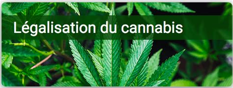 Légalisation Du Cannabis Consultez Notre Dossier Spécial Et Suivez Nos Formations