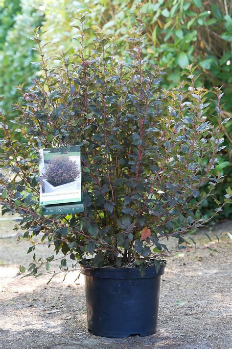 Blasenspiere Magical Sweet Cherry Tea Physocarpus Opu