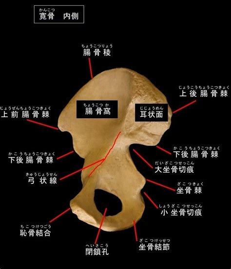 下肢帯 寛骨 骨盤 山羊tのあなとみ