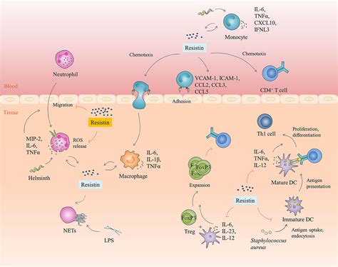 Frontiers Resistin A Novel Host Defense Peptide Of Innate Immunity