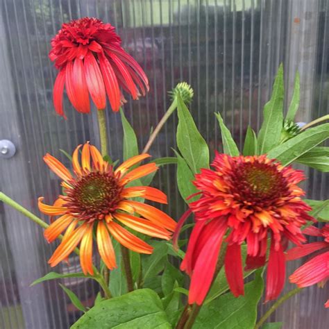 Echinacea Hot Papaya