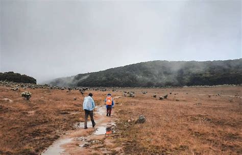 Fakta Menarik Alun Alun Surya Kencana Sang Pecahan Surga Di Gunung