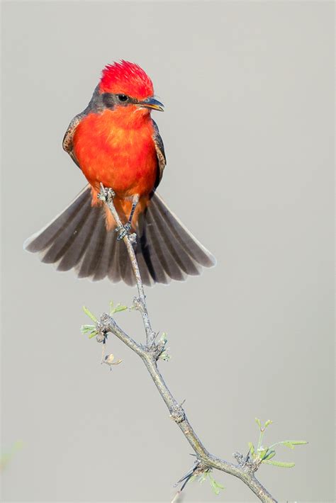 Vermilion Flycatcher | Audubon Field Guide