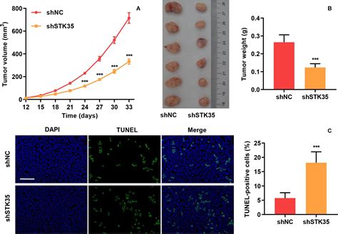 Frontiers Stk Is Ubiquitinated By Nedd L And Promotes Glycolysis