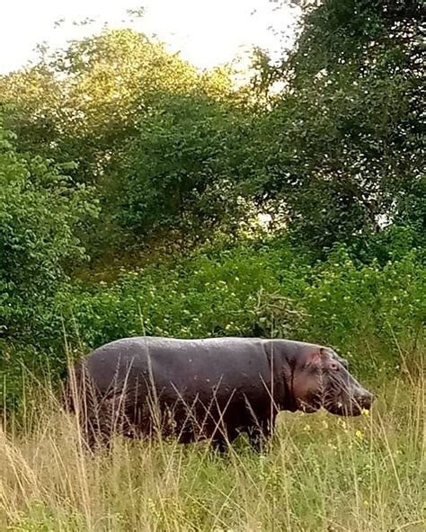 Day Akagera Safari Wild Hikes Rwanda