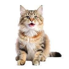 cat smiling : r/CatSmiles