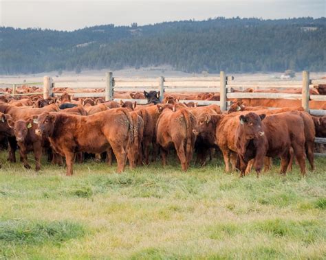 Red Angus Cattle - Meyer Company Ranch