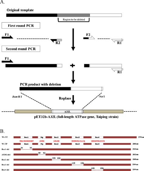 The Scheme Of Plasmid Construction A The Strategy Of Pcr And Cloning