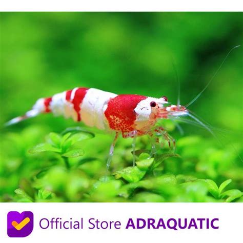 Jual UDANG HIAS RED CRYSTAL CHERRY SHRIMP NEOCARIDINA AIR TAWAR Di