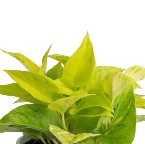 Houseplant Growing Guide Champs Élysées Pothos Costa Farms