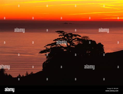 A Monterey Pine Frames A Sunset View Of The Farallon Islands Due West