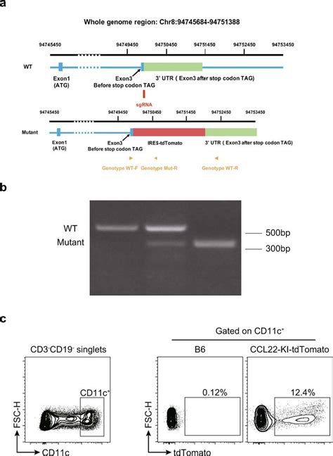 Construction Of Ccl Ki Tdtomato Mice A The Crisprcas Strategy For