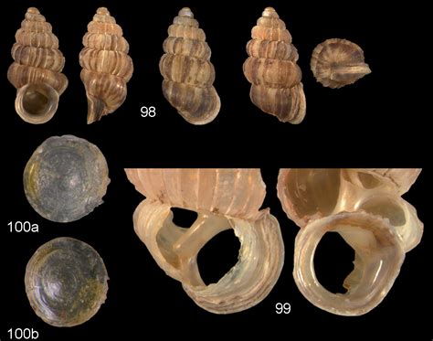 The Diplommatinidae Of Fiji A Hotspot Of Pacific Land Snail Biodiversity Caenogastropoda